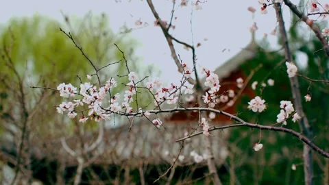 A peach blossom in full bloom Stock Footage 256986955