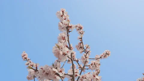 Peach Blossom Low Angle View Sky Background Stock Footage 239925943