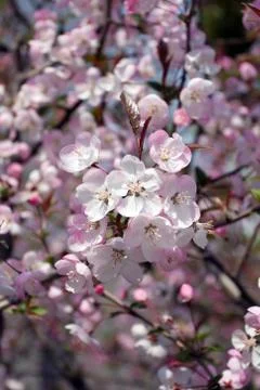 Peach blossom Stock Photos