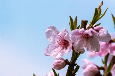 Peach blossom Stock Photos
