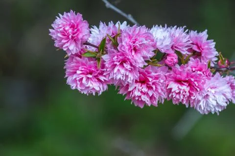 Peach blossom Foto stock