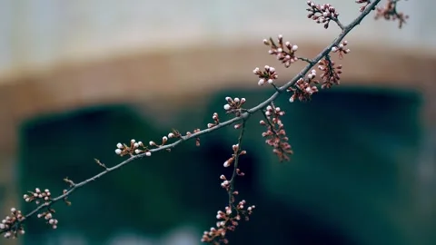 A peach blossom in quiet spring Stock Footage 257049834