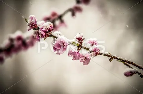 Peach blossom in snow Stock Photos