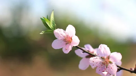 Peach blossom in spring Stock Footage 44353120