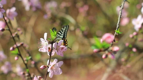 Peach blossom in spring Stock Footage 44353262
