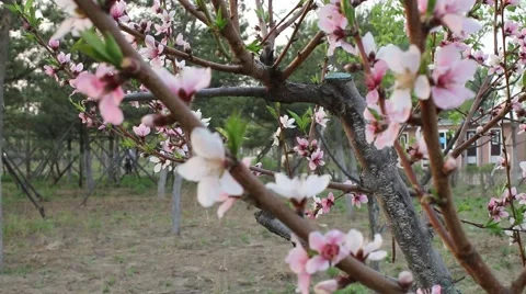 Peach blossom in the spring Stock Footage 63749787