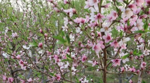 Peach blossom in the spring Stock Footage 63749810