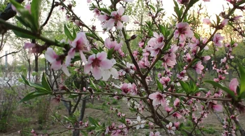 Peach blossom in the spring Stock Footage 63749871