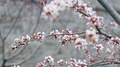 A peach blossom in a spring park Stock Footage 256968901