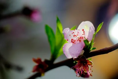 Peach blossom in spring  Stock Photos