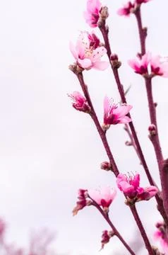 Peach blossom in spring. Foto stock