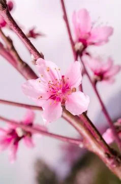 Peach blossom in spring. Stock Photos