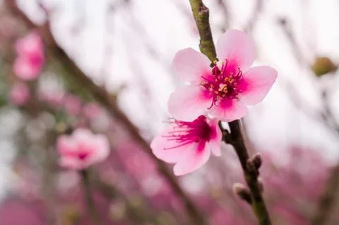 Peach blossom in spring. Fotos de archivo
