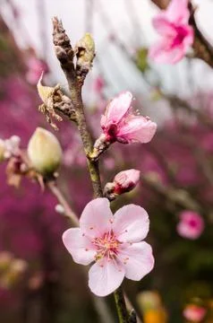 Peach blossom in spring. Stock Photos