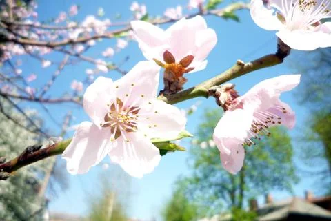 Peach blossom in spring Stock Photos