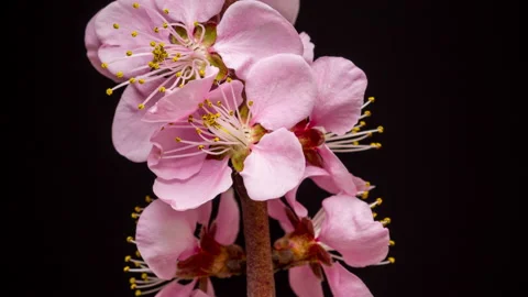 Peach Blossom Time Lapse on Black Background Stock Footage 194750091