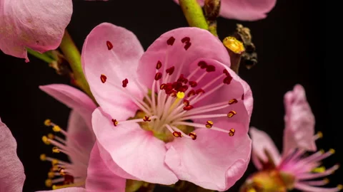 Peach Blossom Timelapse on Black Background Stock Footage 194749531