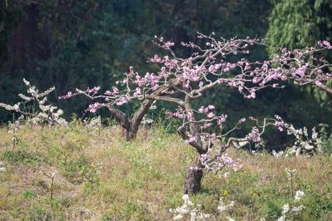 Peach blossom tree close-up in Chengdu Stock Photos