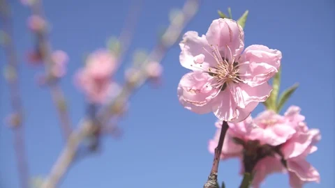 Peach blossom tree close-up Stock Footage 104832827