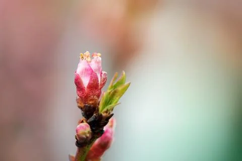 Peach blossom tree, close up. Stock-Fotos