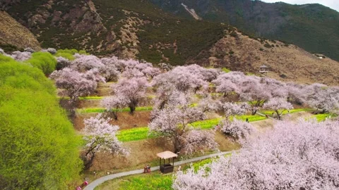 Peach blossom trees above vivid green field strips in Nyingchi Video stock 345887366
