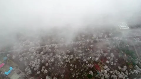 Peach blossom trees emerging through low cloud in Nyingchi Stock-Footage 345888310