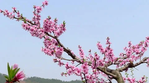 Peach blossom in the wind Stock Footage 36855164
