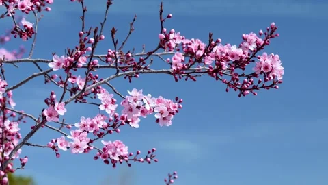 Peach Blossoms and Branches Dancing in the Wind Stock Footage 172328140