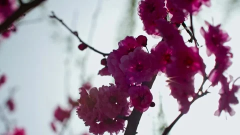 Peach blossoms in the backlight of spring Stock-Footage 257162581