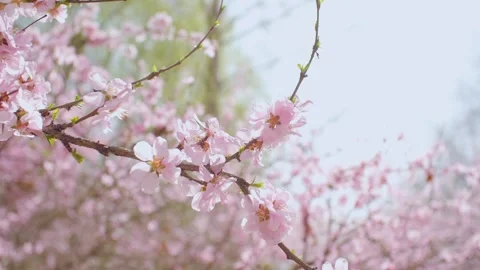 Peach blossoms bloom with branches and petals Vídeo Stock 256903170