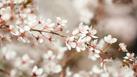 Peach blossoms bloom in the bright spring sunshine Stock Footage 257162370