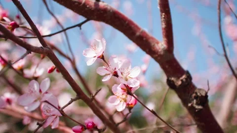 Peach blossoms bloom in full bloom Vídeo Stock 256866589