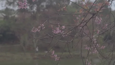 Peach blossoms bloom by the lakeside. Stock Footage 303616208