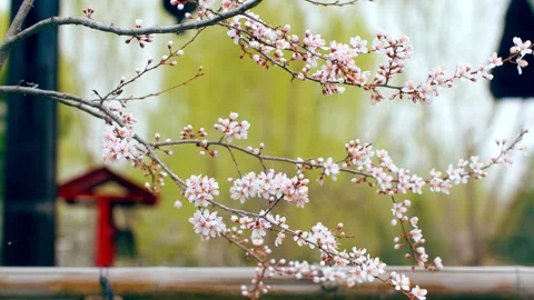 Peach blossoms bloom in the park in spring 動画素材 257042032
