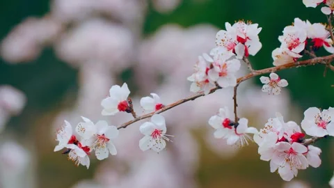 Peach blossoms bloom in spring Stock Footage 257042292