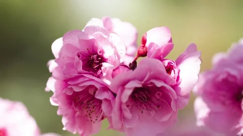 Peach blossoms blooming in the spring sun - close-up of flowers 動画素材 257169099