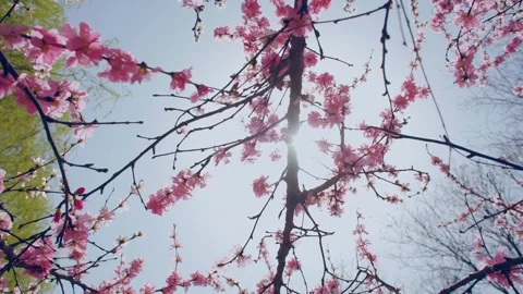 Peach blossoms blooming in spring under the sun Stock Footage 256906632
