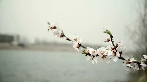 Peach blossoms blowing in the wind Video stock 87728446