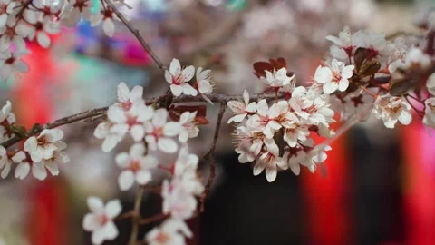 Peach blossoms in the bright spring sun Stock Footage 257162284