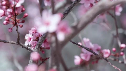 Peach Blossoms Dancing in the Wind with Rack Focus Stock Footage 172327707