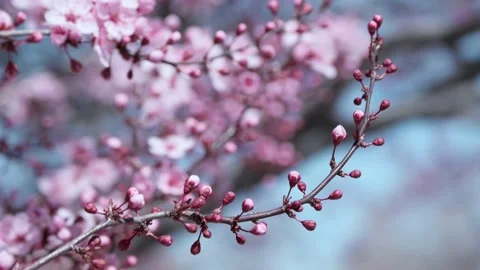 Peach Blossoms Dancing in the Wind with Rack Focus Front to Back Stock Footage 172327993