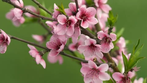 Peach Blossoms Stock Footage 330385346