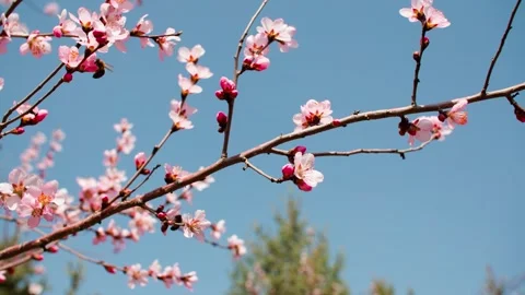 Peach blossoms in full bloom Vídeo Stock 256866780