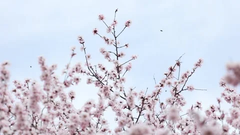 Peach blossoms in full bloom 库存影片 346760353