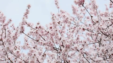 Peach blossoms in full bloom Video stock 346760358