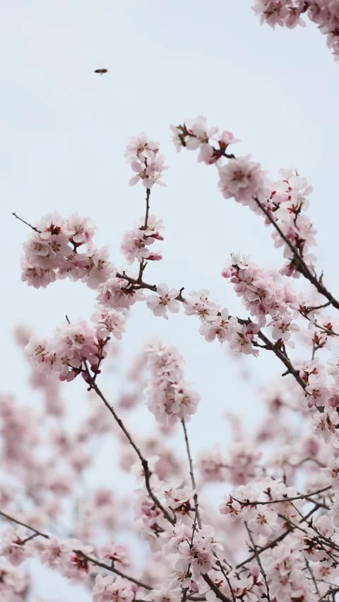 Peach blossoms in full bloom Видео 346760437