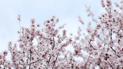 Peach blossoms in full bloom Vidéo 346761005