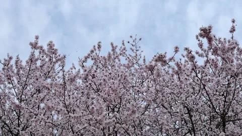 Peach blossoms in full bloom Stock-Footage 346817636