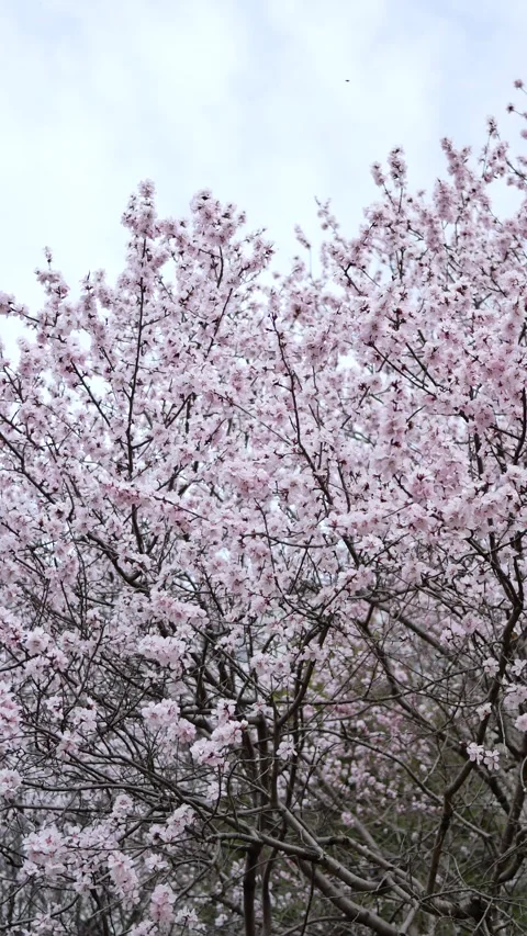 Peach blossoms in full bloom Vídeo Stock 346817646