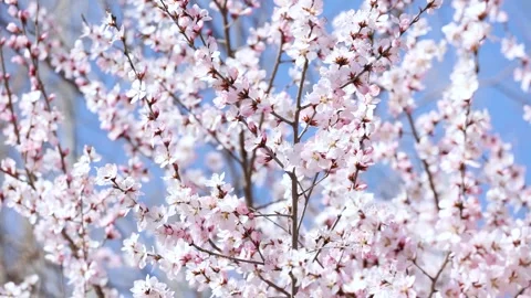 Peach blossoms in full bloom Видео 346818681